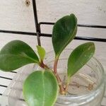 Peperomia magnoliifolia Fuelha