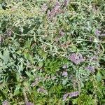 Mentha longifolia ശീലം