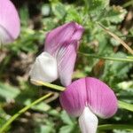 Ononis cristata फूल