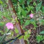 Oenothera roseaപുഷ്പം