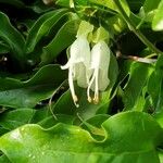 Oxera pulchella Цветок