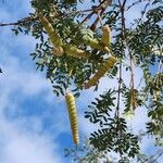 Prosopis pubescens Fruto
