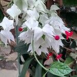 Clerodendrum thomsoniae Flor