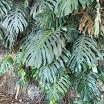 Philodendron bipinnatifidum পাতা