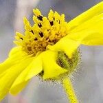 Madia elegans Flower