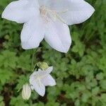 Campanula persicifoliaBlodyn