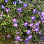 Geranium platypetalumHabitus