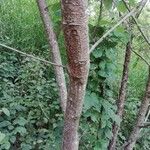 Acacia angustissima Corteza