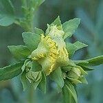 Ruta chalepensis Flower