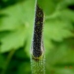 Chaerophyllum temulum Corteza