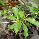 Brunfelsia undulata Frunză