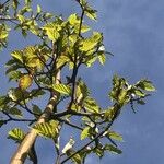 Acer davidii Feuille