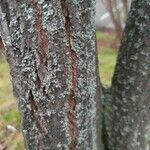 Euonymus europaeus Bark