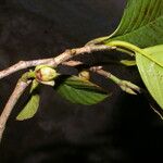 Ticodendron incognitum Fruto