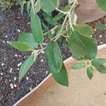 Salvia discolor Hostoa