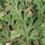 Selaginella concinna Hoja