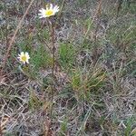 Leucanthemum graminifolium Flor