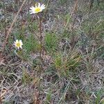 Leucanthemum graminifolium Цвят