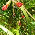 Lathyrus sphaericus Virág