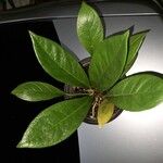 Anthurium jenmanii Leaf