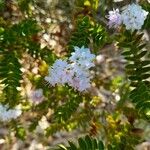 Hebe brachysiphon Floare