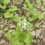 Alliaria petiolataFlower