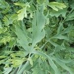 Romneya coulteri Folha