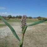 Sporobolus schoenoides Hoja