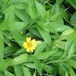 Arnica chamissonis पत्ता