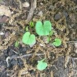 Dichondra carolinensis Feuille