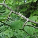 Crataegus marshallii چھال