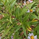 Symphyotrichum puniceum Rusca