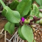 Talinum portulacifolium Blad