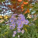 Aster tataricus Blad