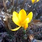 Crocus chrysanthus Blomst