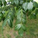 Phellodendron amurense Leaf