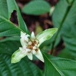 Palicourea longiinvolucrata Flower