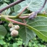 Actinidia chinensisഫലം