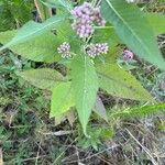 Pluchea odorata Leaf