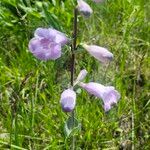 Penstemon cobaea Kukka