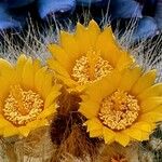 Rebutia neocumingii 花