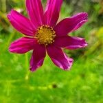 Cosmos bipinnatusফুল