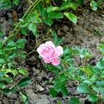 Rosa lucieae Habitat