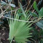 Sabal minor Leaf