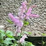 Astilbe rubra 花