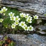 Saxifraga exarata Otro