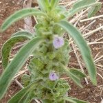 Meiosperma bracteatum Συνήθη χαρακτηριστικά