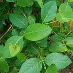 Lonicera tatarica Blatt