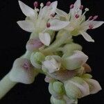Sedum clavatum Flower