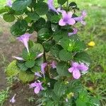 Barleria cristata 叶